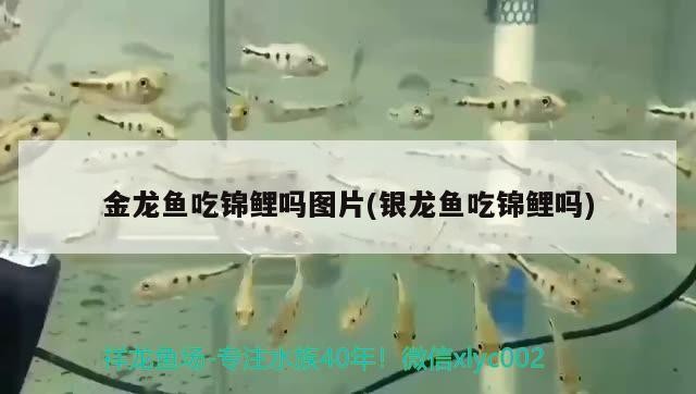 金龍魚吃錦鯉嗎圖片(銀龍魚吃錦鯉嗎)