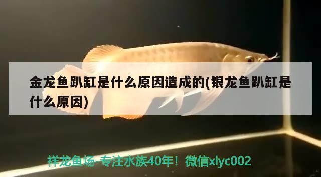 金龍魚(yú)趴缸是什么原因造成的(銀龍魚(yú)趴缸是什么原因)