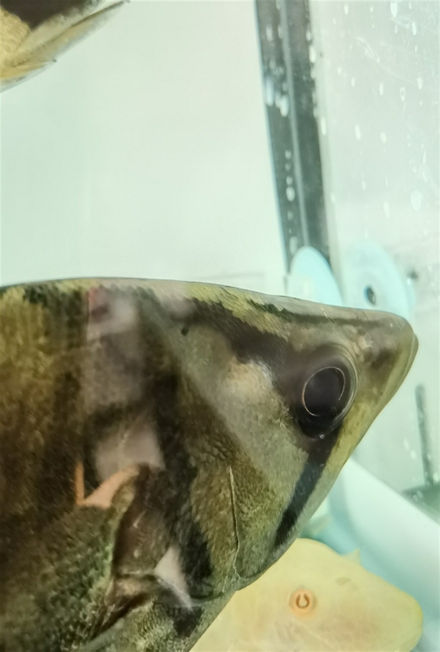 求救虎魚 求救虎魚 龍魚論壇 第1張