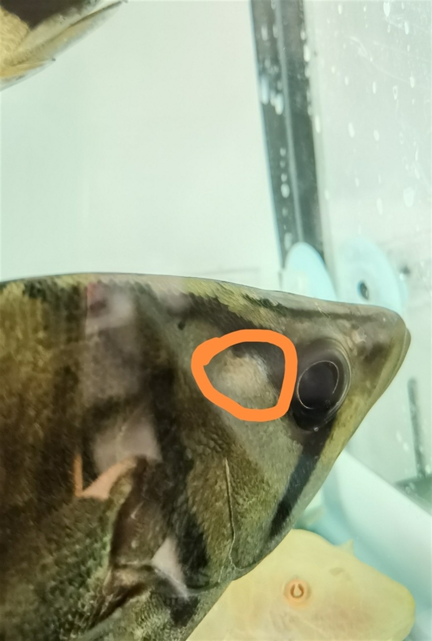 求救虎魚 求救虎魚 龍魚論壇 第2張