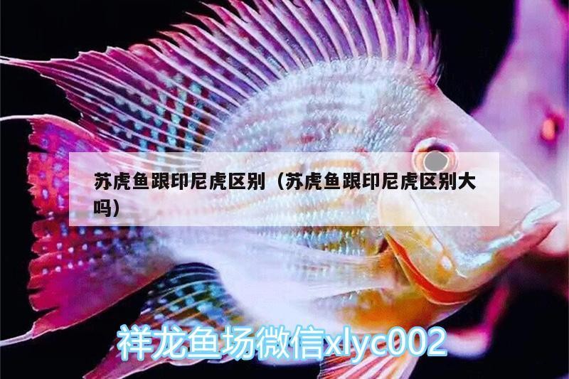 蘇虎魚跟印尼虎區別（蘇虎魚跟印尼虎區別大嗎）