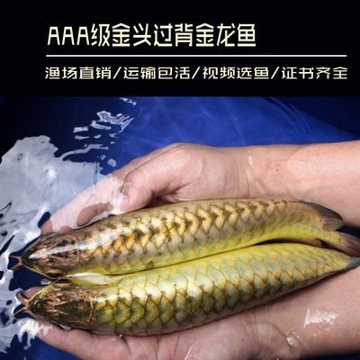金龍魚熱帶魚還是冷帶魚