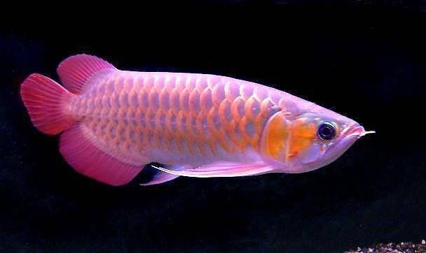 金龍魚熱帶魚還是冷帶魚