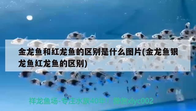 金龍魚和紅龍魚的區別是什么圖片(金龍魚銀龍魚紅龍魚的區別)