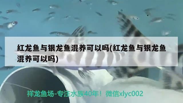 紅龍魚與銀龍魚混養可以嗎(紅龍魚與銀龍魚混養可以嗎) 紅龍魚與銀龍魚混養可以嗎(紅龍魚與銀龍魚混養可以嗎) 銀龍魚百科