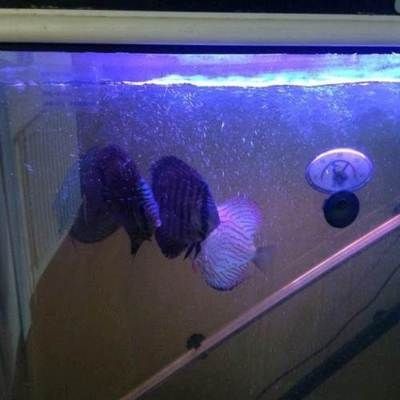 1.8米魚缸養多少條七彩魚：1.8米魚缸養多少條七彩魚缸養多少條七彩神仙魚