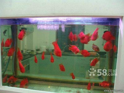 大型魚缸清洗設備價格多少