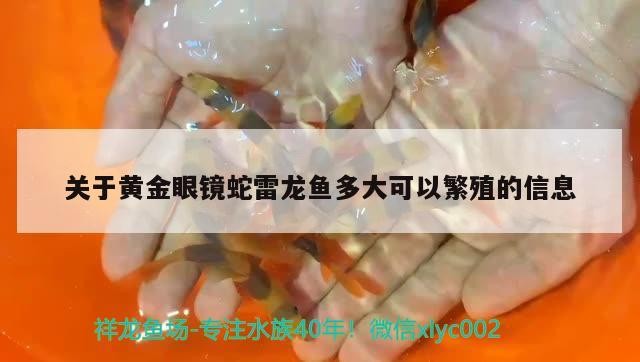 龍魚與虎魚混養可以嗎圖片欣賞(龍魚與虎魚混養追打掉鱗片)