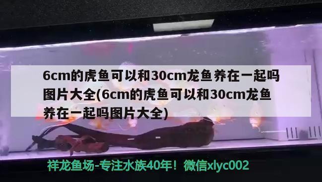 龍魚與虎魚混養可以嗎圖片欣賞(龍魚與虎魚混養追打掉鱗片)