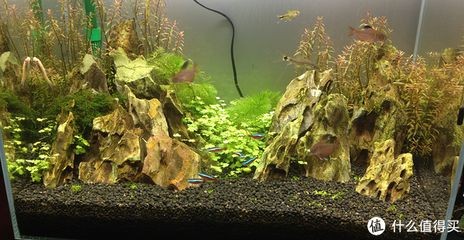 成品底濾魚缸改造成草缸視頻：底濾魚缸改造為草缸的步驟