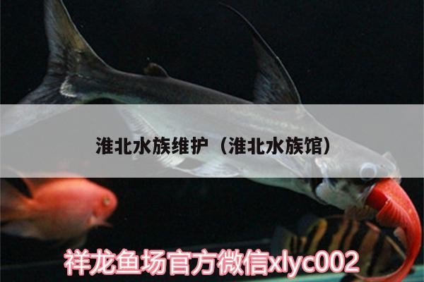 淮北水族維護（淮北水族館）