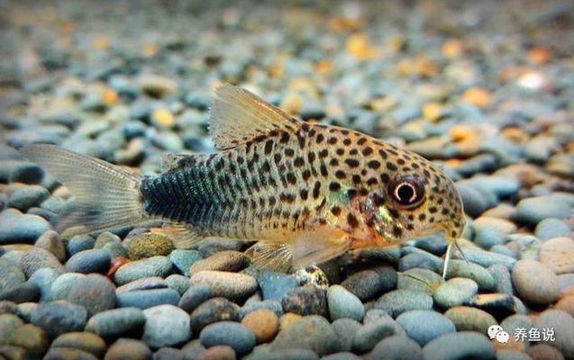 新泰市中可麗愛水族館