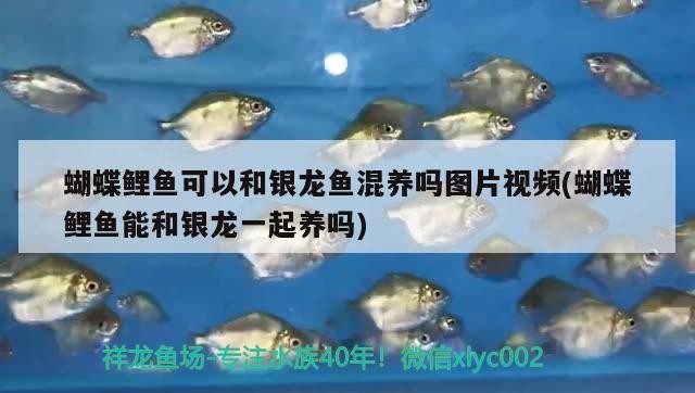 虎魚喜歡什么顏色，虎魚種類