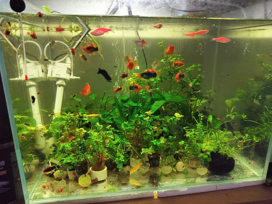 養好魚水一定要好