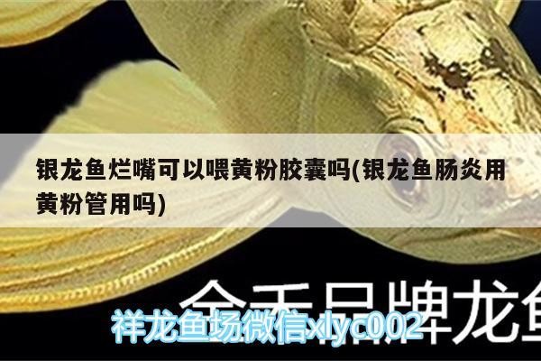 銀龍魚爛嘴可以喂黃粉膠囊嗎(銀龍魚腸炎用黃粉管用嗎) 銀龍魚爛嘴可以喂黃粉膠囊嗎(銀龍魚腸炎用黃粉管用嗎) 銀龍魚百科