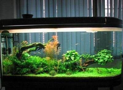 玻璃魚缸壁青苔清理方法：如何清理玻璃魚缸壁青苔？