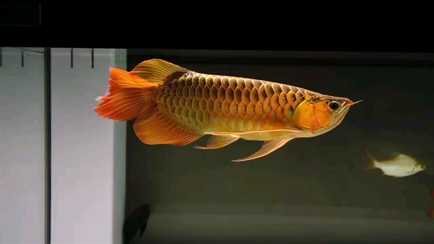 紅龍魚用黃燈烤有用嗎 貢拜紅空 龍魚論壇 貢拜紅空 貢拜紅空 龍魚論壇