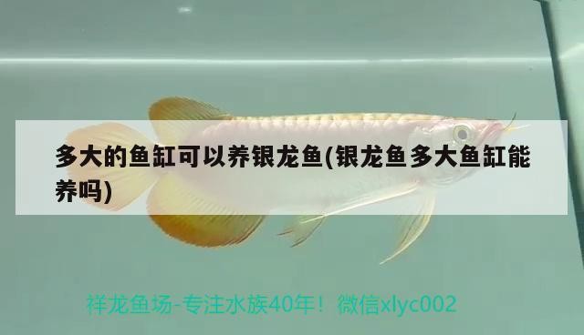 多大的魚缸可以養銀龍魚(銀龍魚多大魚缸能養嗎) 多大的魚缸可以養銀龍魚(銀龍魚多大魚缸能養嗎) 銀龍魚百科 第2張