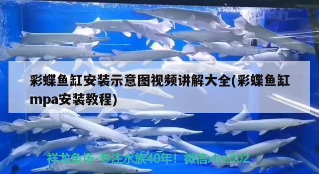 泰國虎魚的學(xué)名叫什么，泰國虎魚和印尼虎魚的區(qū)別