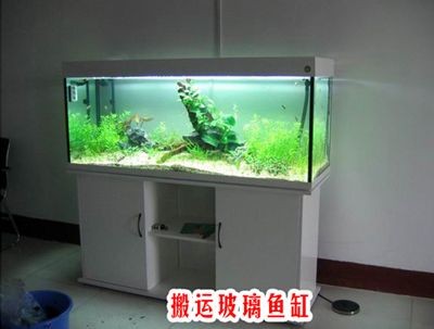 搬運魚缸找哪家公司<strong><mark>合作</mark></strong>：如何選擇合適的搬家公司