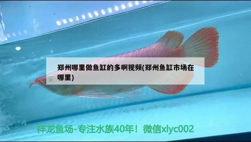 鄭州哪里做魚缸的多啊視頻(鄭州魚缸市場在哪里) 鄭州哪里做魚缸的多啊視頻(鄭州魚缸市場在哪里) 紅龍魚百科