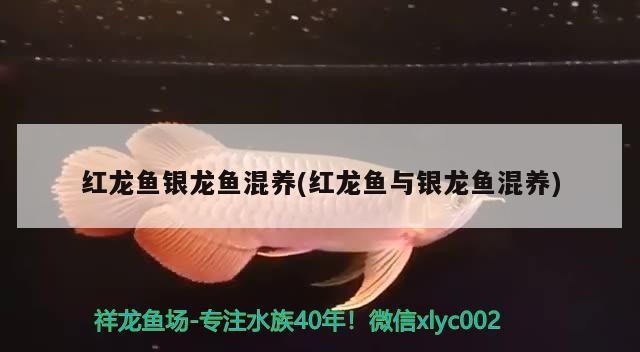 觀賞的銀龍魚可以吃嗎(銀龍魚會吃銀龍魚嗎)