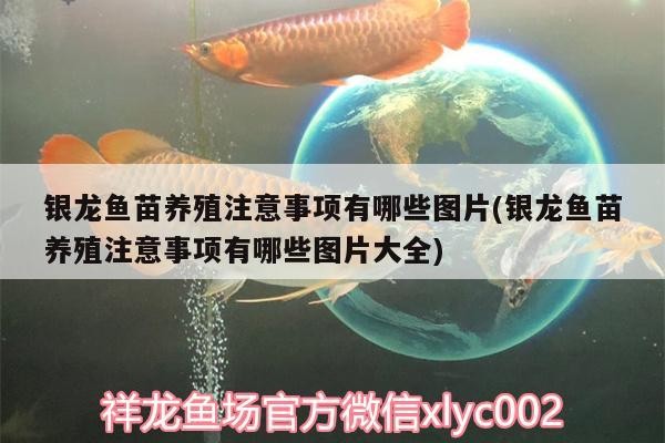 銀龍魚苗養殖注意事項有哪些圖片(銀龍魚苗養殖注意事項有哪些圖片大全)