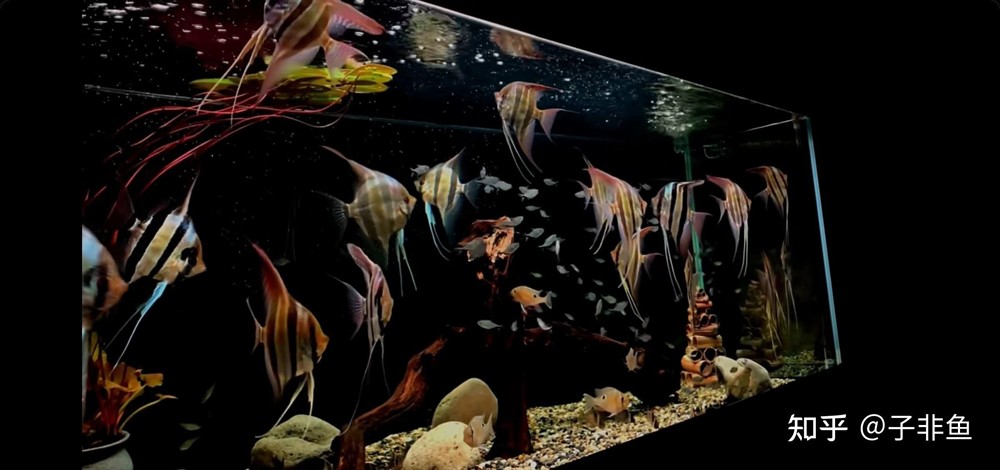 大型七彩神仙魚魚缸：大型七彩神仙魚魚缸飼養技巧大型七彩神仙魚的飼養技巧 大型七彩神仙魚魚缸：大型七彩神仙魚魚缸飼養技巧大型七彩神仙魚的飼養技巧 魚缸百科 第3張