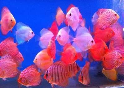 大型七彩神仙魚魚缸：大型七彩神仙魚魚缸飼養技巧大型七彩神仙魚的飼養技巧 大型七彩神仙魚魚缸：大型七彩神仙魚魚缸飼養技巧大型七彩神仙魚的飼養技巧 魚缸百科 第4張