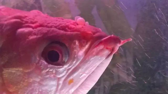 龍魚病了在水面漂浮張嘴是什么病因
