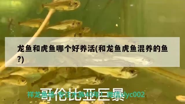 龍魚和虎魚哪個好養活(和龍魚虎魚混養的魚?)