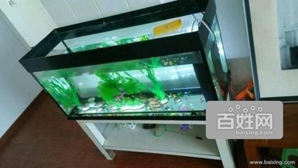 搬家如何搬魚缸視頻：搬家搬魚缸的步驟和注意事項