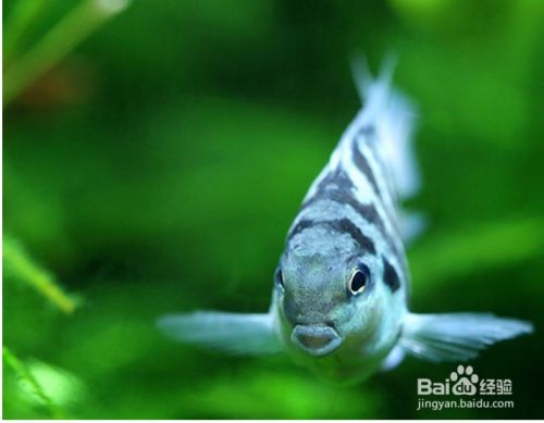 寶藍鸚鵡魚缸布置圖：寶藍鸚鵡魚的布置建議