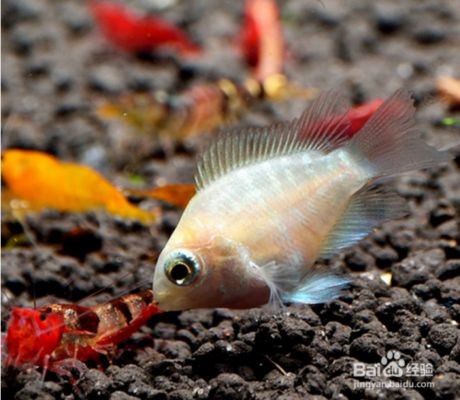 寶藍鸚鵡魚缸布置圖：寶藍鸚鵡魚的布置建議