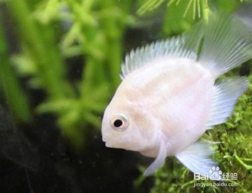 寶藍鸚鵡魚缸布置圖：寶藍鸚鵡魚的布置建議