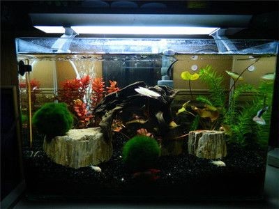 成品魚(yú)缸爆缸幾率大嗎：成品魚(yú)缸爆缸幾率分析：魚(yú)缸爆缸的幾率是決定其安全性的重要因素