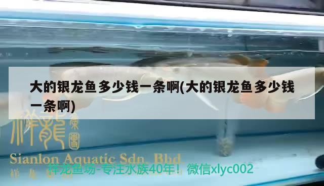 大的銀龍魚多少錢一條啊(大的銀龍魚多少錢一條啊)