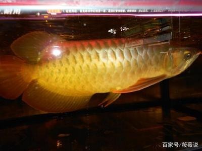 紅龍魚什么燈色溫發色最好養活（紅龍魚什么燈色溫發色最好養活呢）