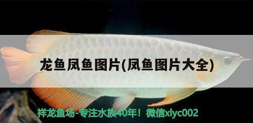 魚缸加熱器離水故障怎么辦(魚缸加熱器進水還能用嗎) 魚缸加熱器離水故障怎么辦(魚缸加熱器進水還能用嗎) 銀龍魚百科