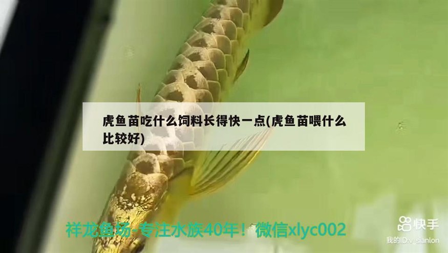 虎魚苗吃什么飼料長得快一點(虎魚苗喂什么比較好)