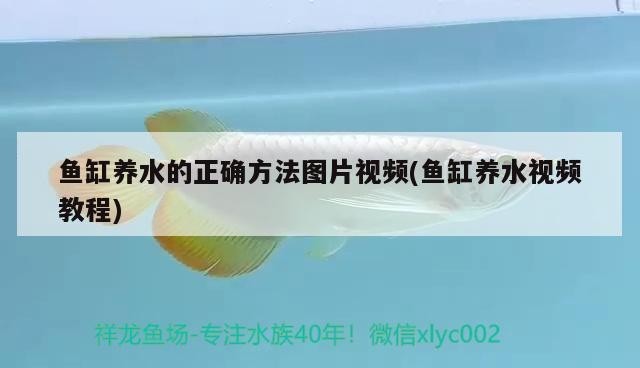 魚缸養水的正確方法圖片視頻(魚缸養水視頻教程)