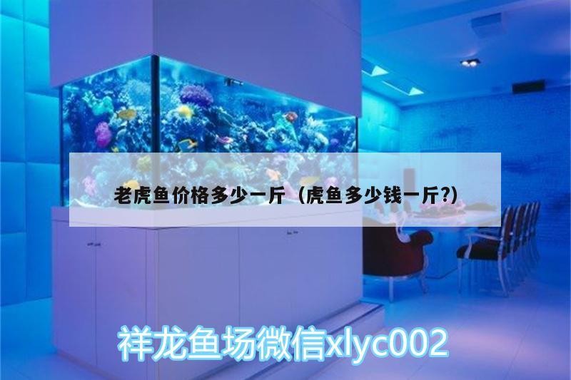 錦鯉魚 老虎魚價格多少一斤(虎魚多少錢一斤?) 虎魚百科 老虎魚價格多少一斤(虎魚多少錢一斤?) 老虎魚價格多少一斤(虎魚多少錢一斤?) 虎魚百科