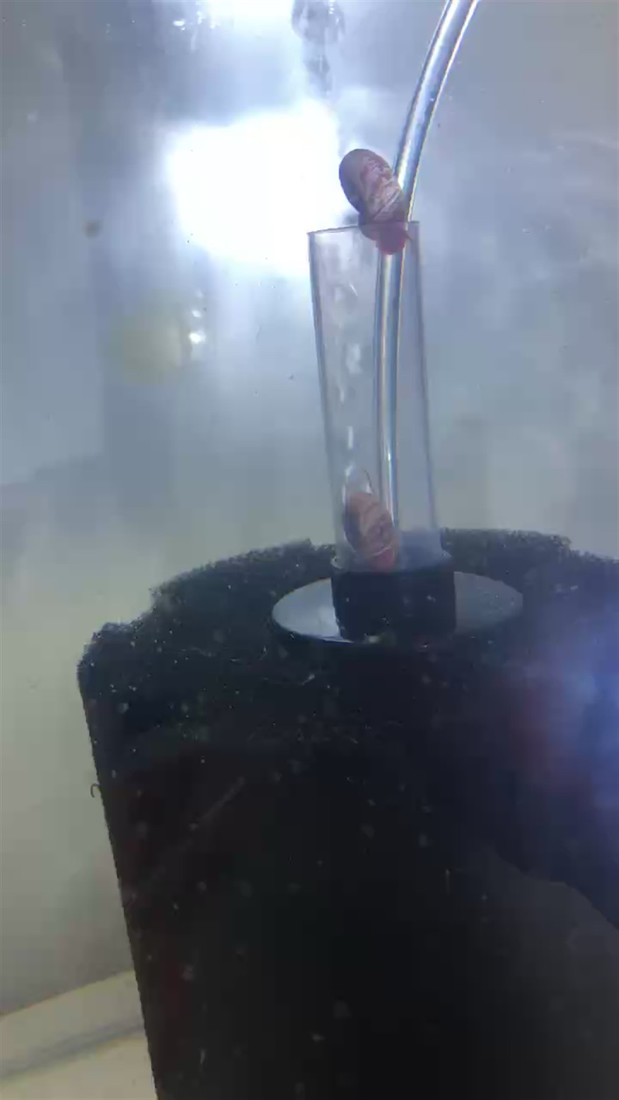 蘋果螺 蘋果螺 龍魚論壇