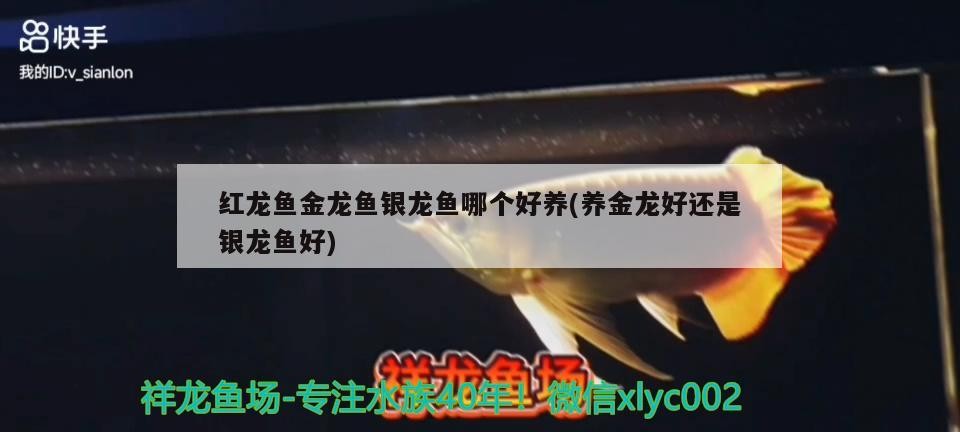 紅龍魚金龍魚銀龍魚哪個好養(養金龍好還是銀龍魚好)
