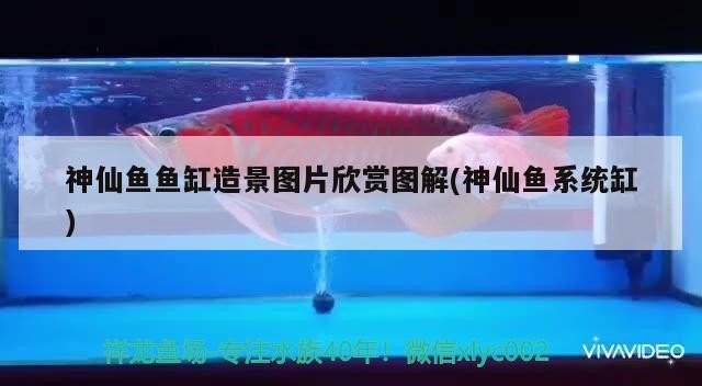 神仙魚魚缸造景圖片欣賞圖解(神仙魚系統缸)