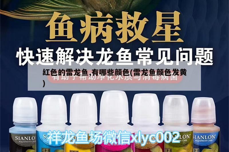 紅色的雷龍魚,有哪些顏色(雷龍魚顏色發(fā)黃)