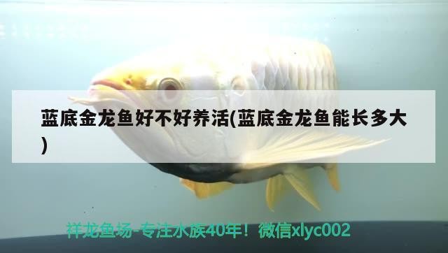 藍底金龍魚好不好養活(藍底金龍魚能長多大)