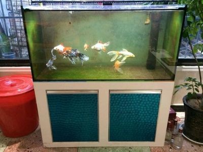 大型魚缸什么牌子的好:哪些品牌的大型魚缸比較好? 魚缸百科 第4張 大型魚缸什么牌子的好:哪些品牌的大型魚缸比較好? 大型魚缸什么牌子的好:哪些品牌的大型魚缸比較好? 魚缸百科 第4張