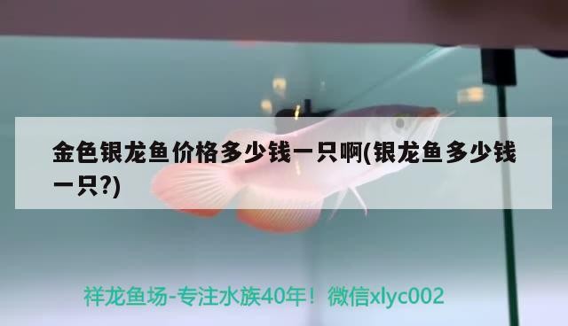 金色銀龍魚價格多少錢一只啊(銀龍魚多少錢一只?)