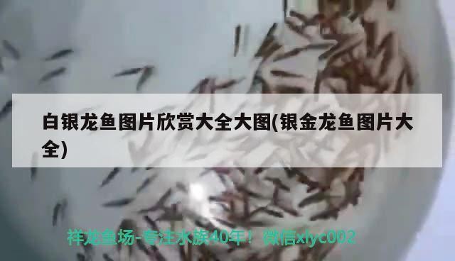 白銀龍魚圖片欣賞大全大圖(銀金龍魚圖片大全) 白銀龍魚圖片欣賞大全大圖(銀金龍魚圖片大全) 銀龍魚百科